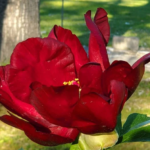 Close up of Itoh peony Scarlett Heaven in full bloom at Evans Tree Farm, Missoula