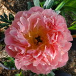 Coral-pink peony fully open semi-double bloom, hardy perennial from Evans Tree Farm