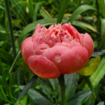 Coral-pink peony opening bud transitioning to semi-double bloom, hardy perennial from Evans Tree Farm