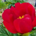 Close-up of a vibrant red peony bloom in full flower at Evans Tree Farm nursery in Missoula, Montana