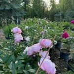 Rows of healthy Montana grown peonies bursting into bloom at Evans Tree Farm and Nursery Missoula