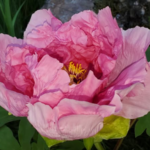 Close up of a bright pink tree peony in full bloom at Evans Tree Farm and Nursery, Missoula