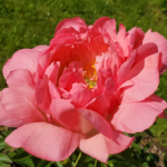 Coral-pink peony fully open semi-double bloom, hardy perennial from Evans Tree Farm and Nursery MIssoula