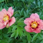 Peachy pink Itoh peony fully open semi-double bloom, hardy perennial from Evans Tree Farm