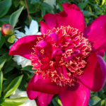 Vibrant hot pink peony fully open Japanese style bloom, hardy perennial from Evans Tree Farm