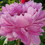 Close up of extremely pretty pink peony in full bloom at Evans Tree Farm and Nursery Missoula