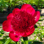 Close up of a vibrant red peony bloom