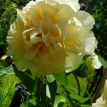 Close up of pale yellow peony in full bloom at Evans Tree Farm and Nursery.