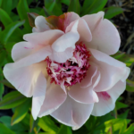 516339502 10162839663601970 5703338709265901876 n