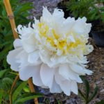 Close up of full bomb peony Honey Gold Evans Tree Farm and Nursery Missoula