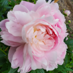 Close up of gorgeous soft pink peony bloom at Evans Tree Farm and Nursery