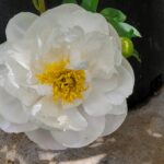 Close up of pure white peony in full bloom at Evans Tree Farm and Nursery Missoula