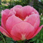 Close up of a vibrant pink peony bud opening into a semi double flower at Evans Tree Farm and Nursery, Missoula