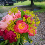 Outstanding farm fresh bridal peony bouquet with wild bupleurum by Evans Tree Farm and Nursery