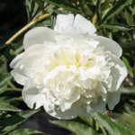 Close-up of a vibrant glowing white peony bloom in full flower at Evans Tree Farm nursery in Missoula, Montana