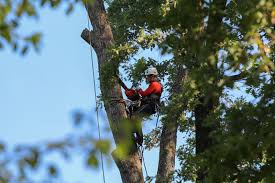 Professional tree trimmer climbing and trimming large tree with ropes and safety gear
