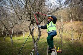 Master arborist on ladder pruning fruit tree branches with pole pruner in Montana orchard