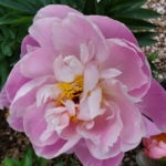 Close-up of a vibrant pink peony bloom in full flower at Evans Tree Farm nursery in Missoula, Montana