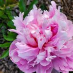 Close-up of a vibrant pink peony bloom in full flower at Evans Tree Farm nursery in Missoula, Montana