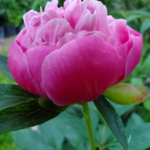 Close up of a pink peony bud opening at Evans Tree Farm and Nursery, Missoula