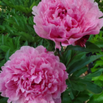 Close up of Montana nursery herbaceous peony plants